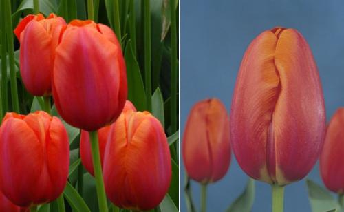 Как красиво посадить тюльпаны. Сорта тюльпанов для клумбы