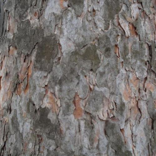 Pinus cembra сосна кедровая европейская. Сосна кедровая европейская, кедр европейский (Pinus cembra) 02