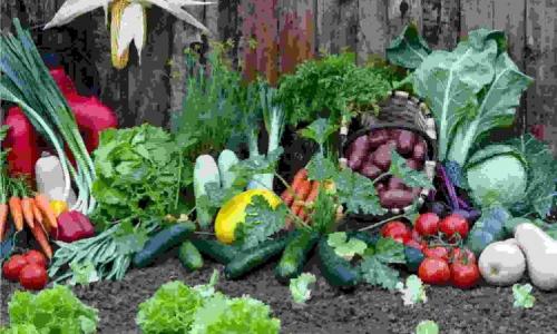 Лунный календарь уборки урожая 2019. Лунный календарь огородника на октябрь 2019 года