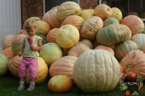 Дозреет ли тыква сорванная зеленой дома.  Признаки спелости тыквы – когда снимать тыкву с грядки