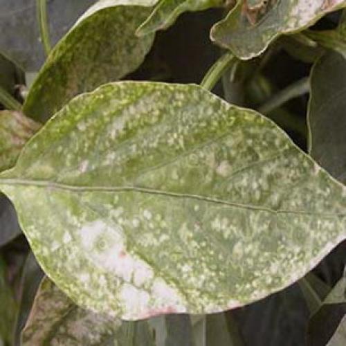 Трипсы на гладиолусах, как избавиться. Трипсы и как с ними бороться 13