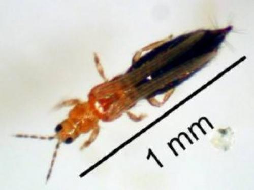 Трипсы на гладиолусах, как избавиться. Трипсы и как с ними бороться 07