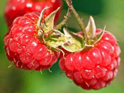 Чем отличаются помидоры от томатов. Отличие томата от помидора