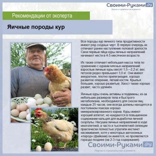 Можно ли держать кур в черте города. Выбор породы кур