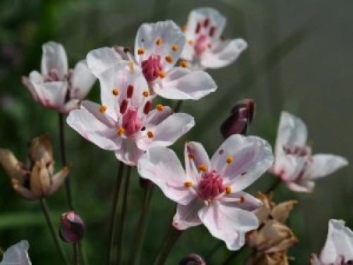 Водное растение сусак. Сусак зонтичный