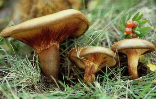 Как мариновать грибы коровьи губы. Как мариновать грибы на зиму в банках с уксусом и маслом: пошаговый фото рецепт 14