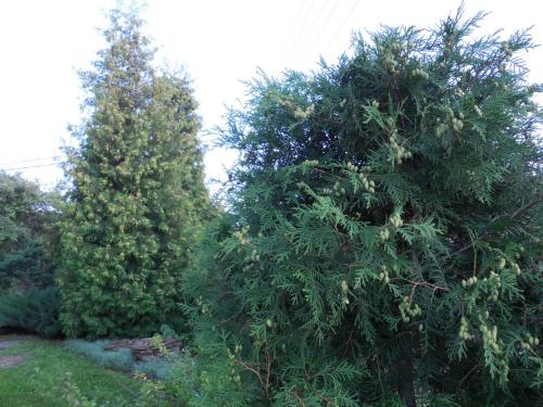 На туе появились зеленые шишки. На ваших туях есть шишки? Почему их можно и нужно собрать?