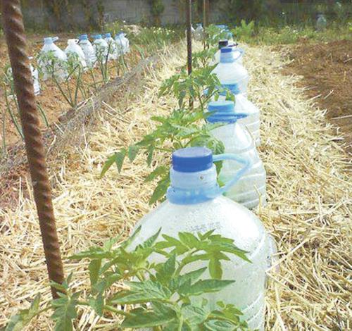 Нужно ли поливать плодовые деревья под зиму. Нужно ли поливать плодовые деревья осенью 12