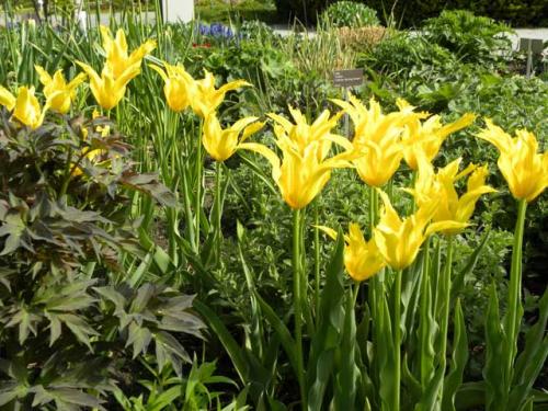 Как красиво посадить тюльпаны. Сорта тюльпанов для клумбы