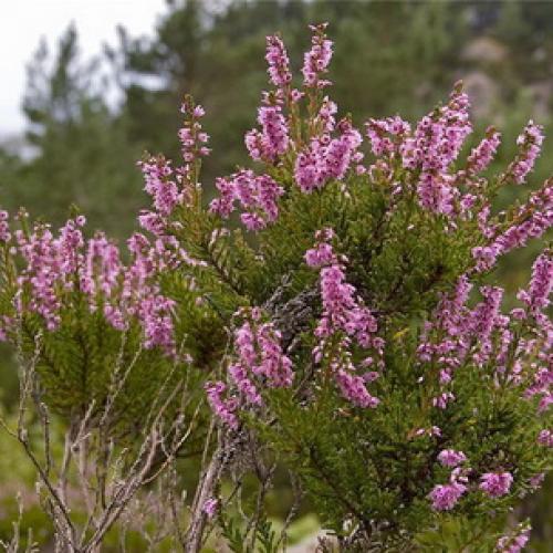 Вереск обыкновенный ротер октобер. 02