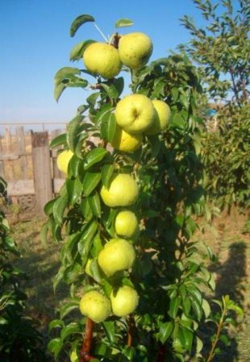 Когда начинает плодоносить груша. Секрет раннего плодоношения груши в закладки 58