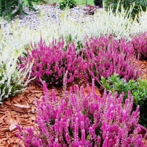 Вереск обыкновенный ротер октобер. 05