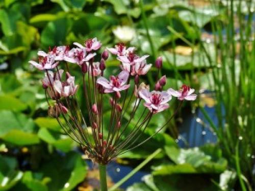 Водное растение сусак. Сусак зонтичный