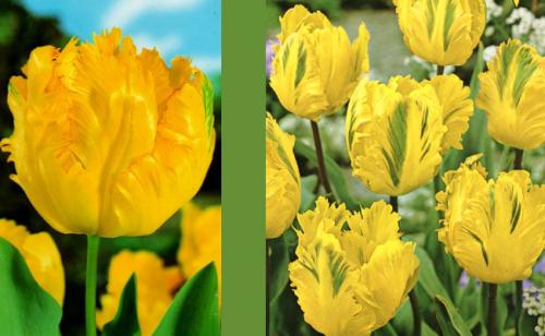 Как красиво посадить тюльпаны. Сорта тюльпанов для клумбы