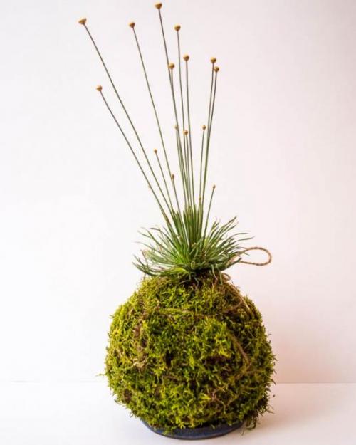 Какая земля нужна для бонсая. Грунт для бонсай 01