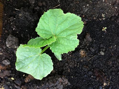 Самая низкая температура для капусты. Оптимальная температура для выращивания овощей