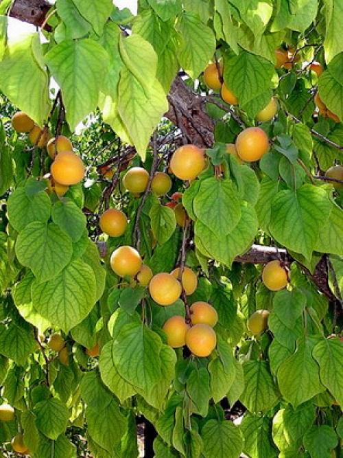 Что значит слива самобесплодная. Слива желтая самоплодная 17