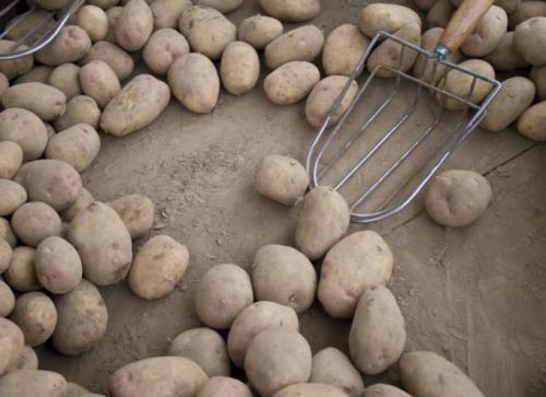 Почему промороженный картофель после оттаивания становится. Почему после подмораживания картофель сладкий