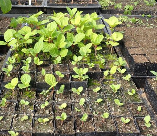 Как размножить лимонник. Размножение лимонника китайского