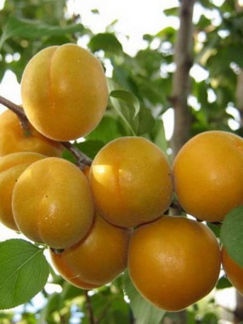 Что значит слива самобесплодная. Слива желтая самоплодная 14
