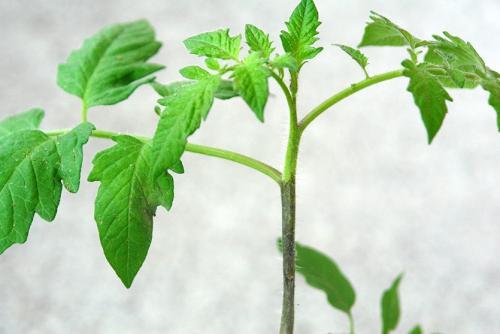 Самая низкая температура для капусты. Оптимальная температура для выращивания овощей