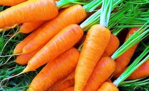 Боится ли морковь заморозков. Боится ли заморозков морковь осенью