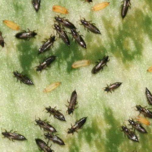 Трипсы на гладиолусах, как избавиться. Трипсы и как с ними бороться 10