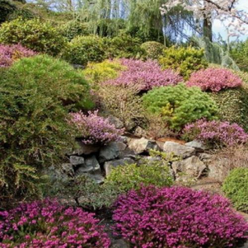 Вереск обыкновенный ротер октобер. 06