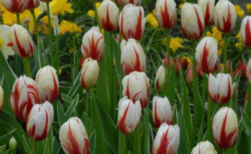 Как красиво посадить тюльпаны. Сорта тюльпанов для клумбы