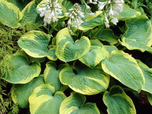 Хоста зибольда хоста токудама. Посадка хосты осенью в грунт хосты зибольда и токудама 10 Хоста зибольда хоста токудама. Посадка хосты осенью в грунт хосты зибольда и токудама 10