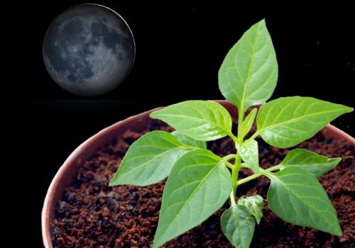 Лунный календарь посадок 2019. Лунный календарь на 2019 год с фазами луны