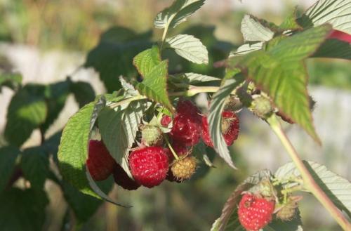 Отличие малины ремонтантной от обычной. Отличительные свойства ремонтантной малины 14