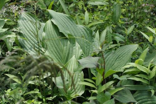 Хоста зибольда хоста токудама. Посадка хосты осенью в грунт хосты зибольда и токудама 09 Хоста зибольда хоста токудама. Посадка хосты осенью в грунт хосты зибольда и токудама 09