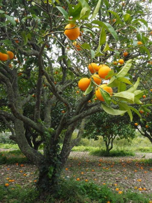 Что значит слива самобесплодная. Слива желтая самоплодная 04