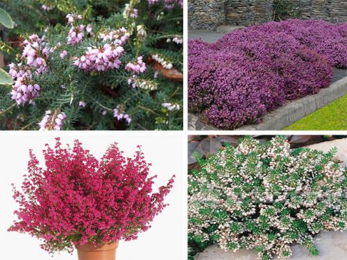 Почему не цветет Эрика. Основные виды