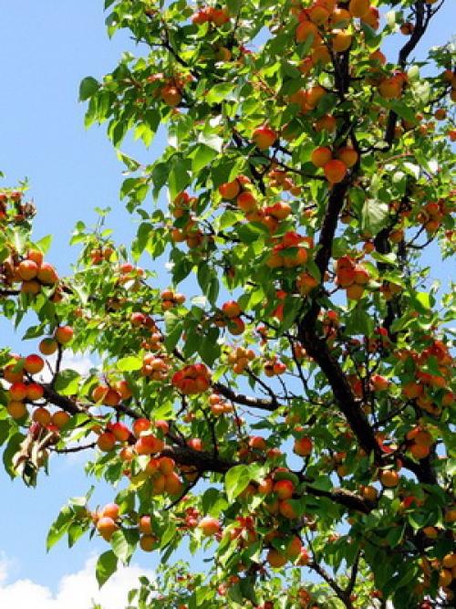 Что значит слива самобесплодная. Слива желтая самоплодная 05