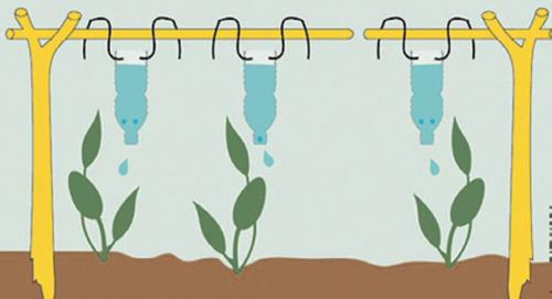 Нужно ли поливать плодовые деревья под зиму. Нужно ли поливать плодовые деревья осенью 16