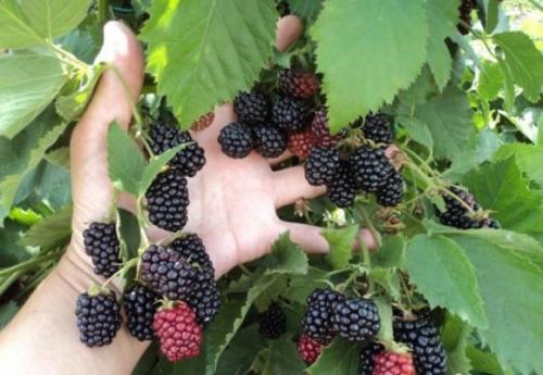 Ежевика. Куманика или росяника: виды ягодного кустарника