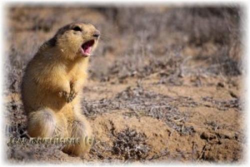 Вред сусликов. Про сусликов. Небольшое дополнение темы о «гостях», роющих землю на дачном участке.