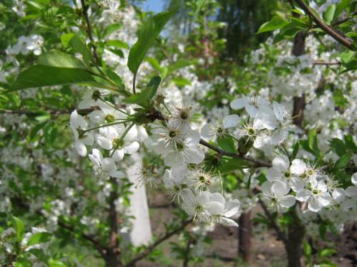 Когда начинают плодоносить яблони после посадки. На, какой год начинает плодоносить яблоня после посадки саженцев 07