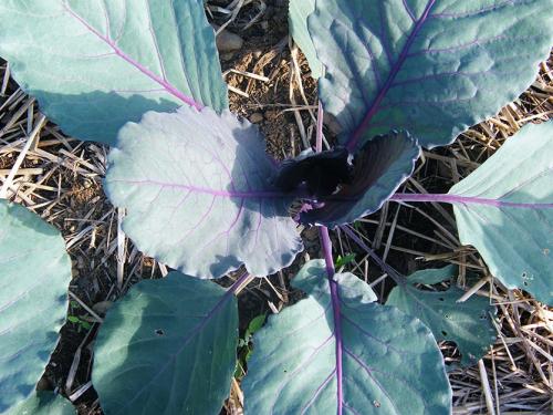 Самая низкая температура для капусты. Оптимальная температура для выращивания овощей