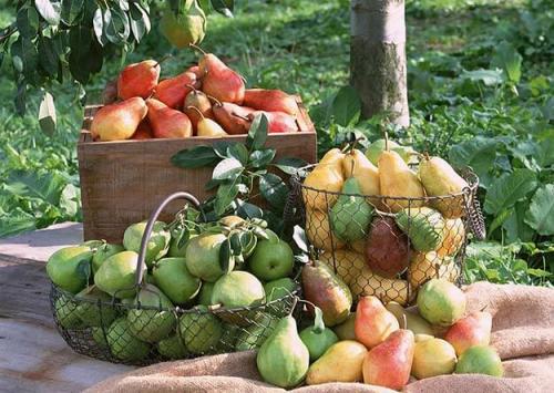 Когда начинает плодоносить груша. Интересно о том, когда начинает плодоносить груша