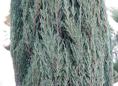 Чем укрыть хвойные от солнца. Хвойные: как защитить от солнечного ожога