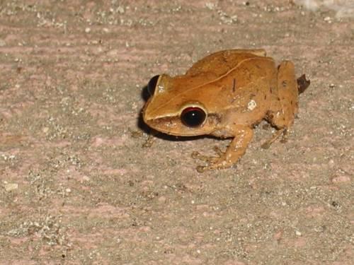 Лягушки земляные в огороде. Как привлечь лягушек (жаб) в огород: личный опыт 02