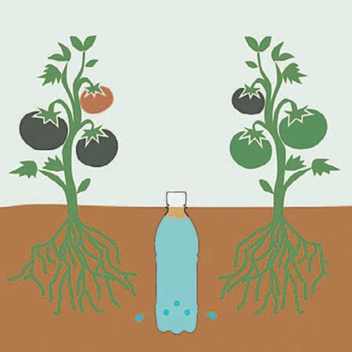 Нужно ли поливать плодовые деревья под зиму. Нужно ли поливать плодовые деревья осенью 14