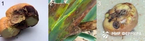 Трипсы на гладиолусах, как избавиться. Трипсы и как с ними бороться 06