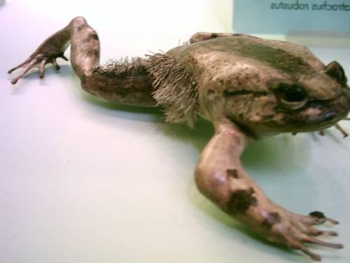 Лягушки земляные в огороде. Как привлечь лягушек (жаб) в огород: личный опыт 03