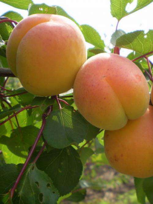 Что значит слива самобесплодная. Слива желтая самоплодная 10