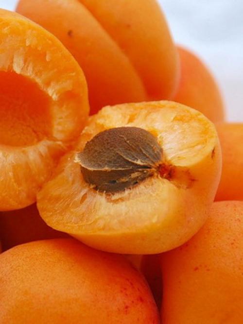 Что значит слива самобесплодная. Слива желтая самоплодная 15