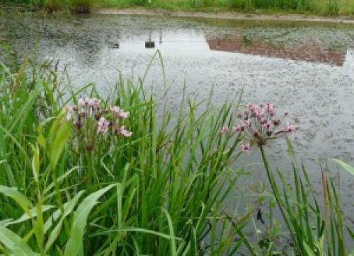 Водное растение сусак. Сусак зонтичный